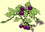 grape vine